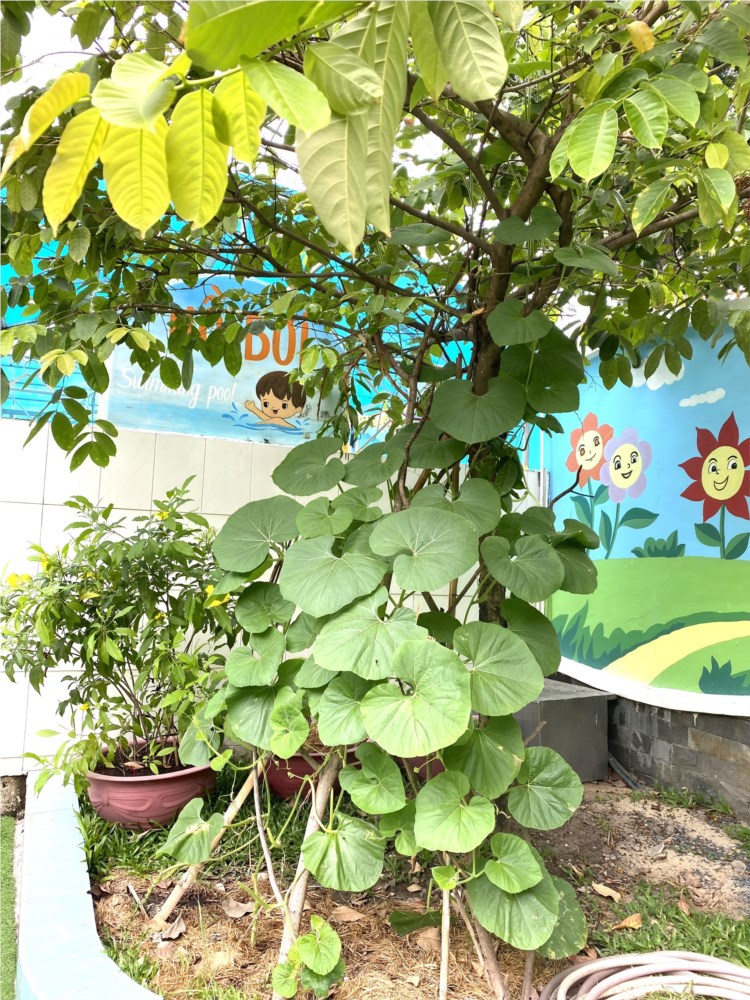 Ảnh đại diện